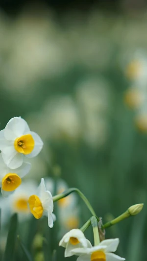 Narcissus Wallpaper Screenshot 0