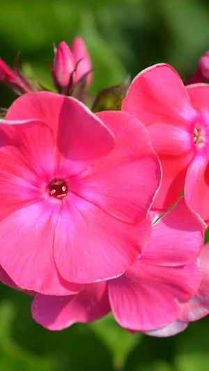 Garden Phlox Wallpaper Screenshot 3