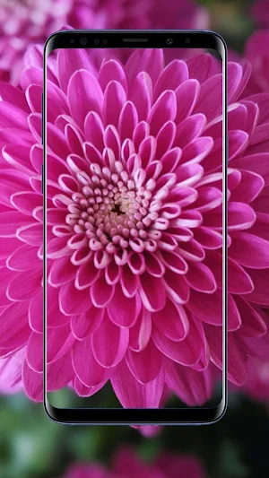 Dahlias Flower Wallpapers Screenshot 3