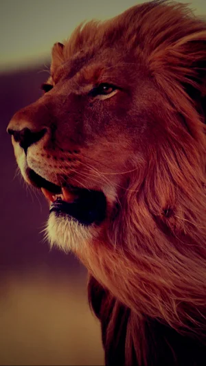 Lion Wallpapers Screenshot 0