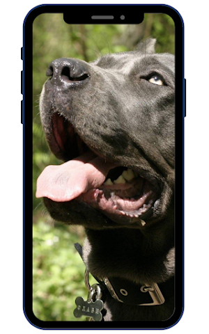Cane Corso Wallpapers Screenshot 0