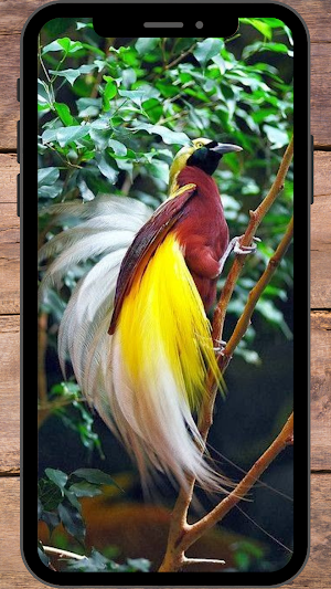 Burung Cendrawasih Wallpaper Screenshot 3