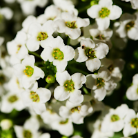 Alyssum Wallpaper