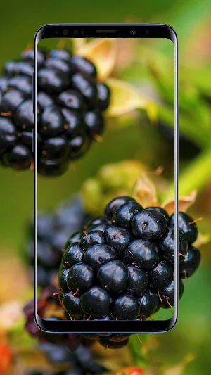 Blueberry Wallpaper Screenshot 2