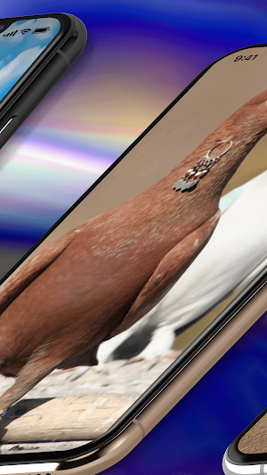 Pigeon Wallpaper 4K Screenshot 2
