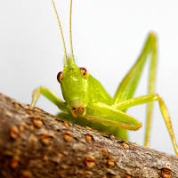 Katydid Sounds