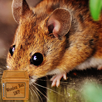cute mouse wallpaper