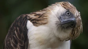 Eagle Wallpapers Screenshot 0