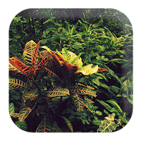 Jungle Sounds