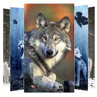 Wolf Wallpapers
