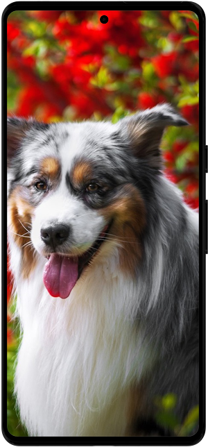 Australian Shepherd Wallpapers Screenshot 1