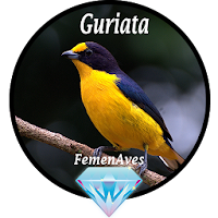 Canto Fêmea de Guriata