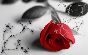 Flowers Wallpaper - Collection 1 Screenshot 1