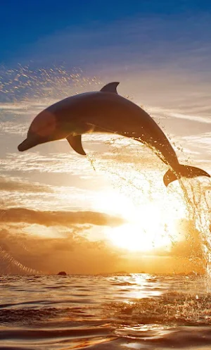 Dolphin Wallpapers Screenshot 1