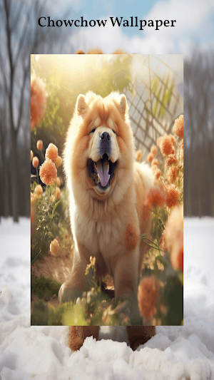 Chow Chow Wallpapers Screenshot 3