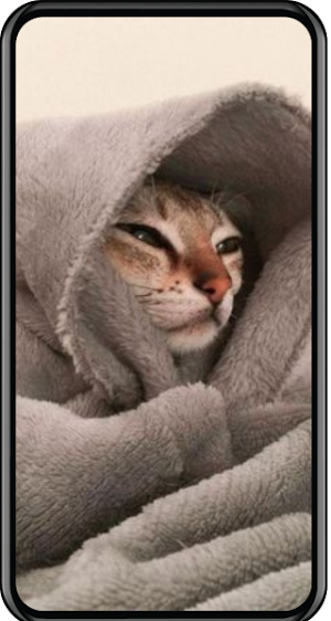 Cat Wallpapers Screenshot 1