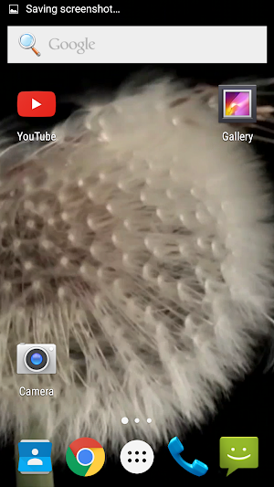 Dandelion HD Video Wallpaper Screenshot 1