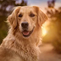 Golden Retriever Wallpaper HD