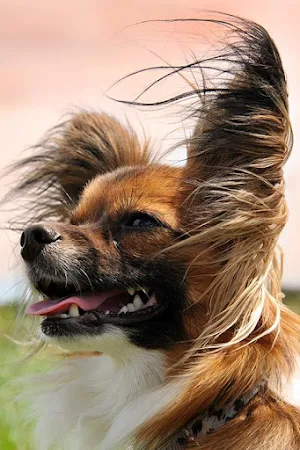 Papillon Dog Wallpapers Screenshot 3