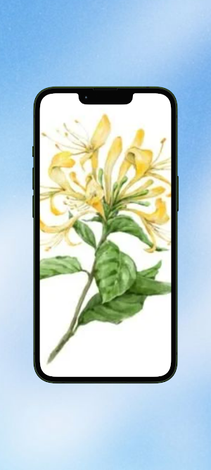 Lonicera Flower WalL Screenshot 0