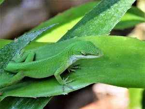 Lizard wallpapers Screenshot 1