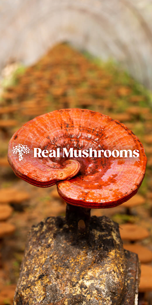 Real Mushrooms Screenshot 0