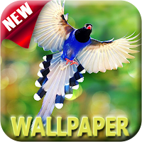 1000+ Birds Wallpapers 4K HD