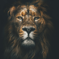 Lion wallpaper 4k - UHD
