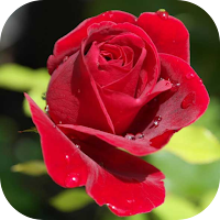 rose pic