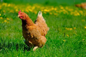 Chicken ringtone funny screenshot 3