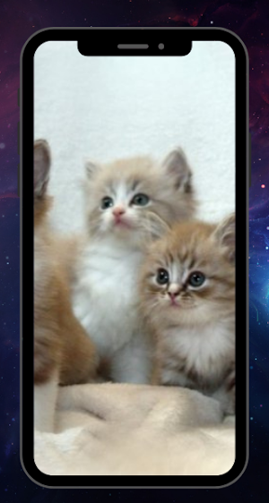 CUTE CAT WALLPAPER Screenshot 0