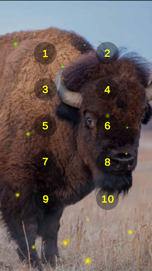 Bison Wild Ox Aurochs Sounds Screenshot 3