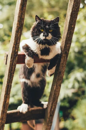 cute kitten  _ cat wallpapers Screenshot 0