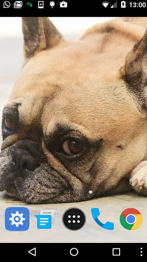 bulldog wallpaper Screenshot 1