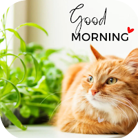 cat good morning