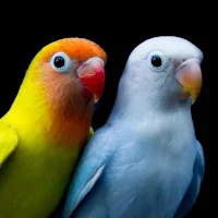 Canto Agapornis