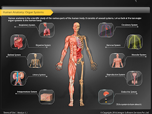 HumanAnatomy-UrinarySystem Screenshot 0