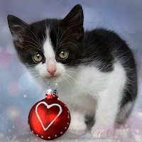 Christmas Cat Wallpapers