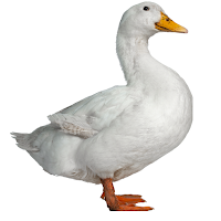 Duck Wallpapers