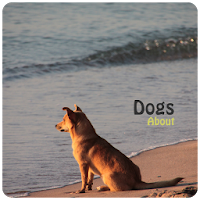 Dogs About