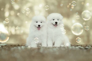 Samoyed Dog Wallpapers Screenshot 3