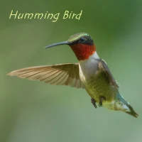 Humming bird