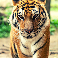 Tiger Ringtone