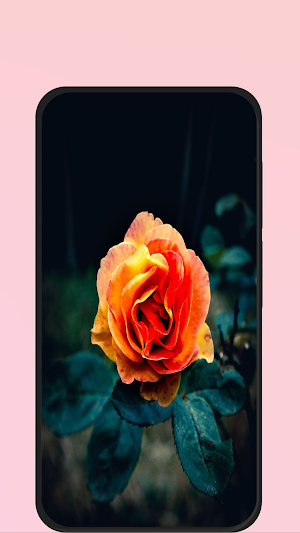 rose images hd Screenshot 3