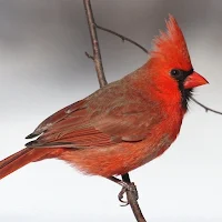 Northern Cardinal Wallpapers