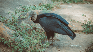 Vulture Sounds Screenshot 3