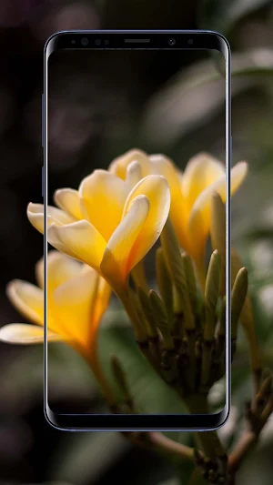 Crocus Flower Wallpapers Screenshot 2