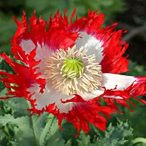 Flowers Screenshot 2