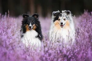 Sheltie dog Wallpapers Screenshot 2