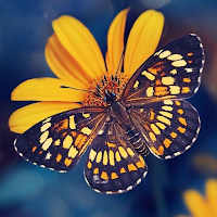 Kawaii Butterfly Wallpaper 4K